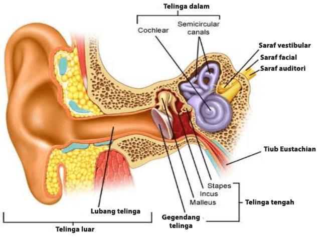 Pendarahan telinga: Punca dan rawatan