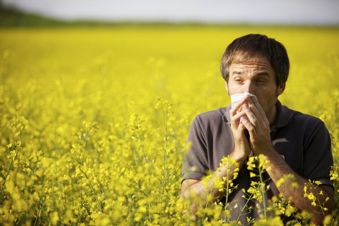 lelaki di dalam bidang bunga kuning batuk dan meniup hidungnya