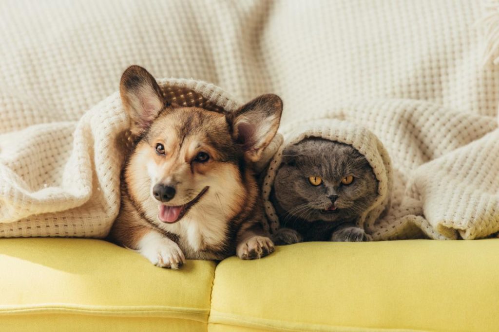 Anjing dan kucing di bawah selimut untuk alahan haiwan