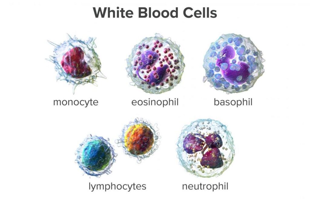 pelbagai jenis sel darah putih